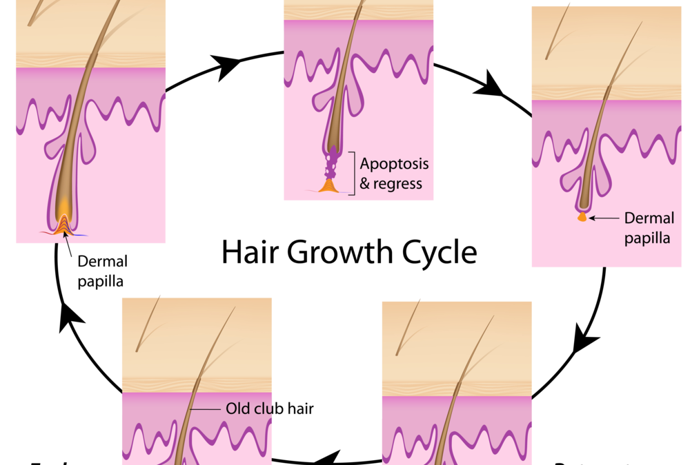 hair growth cycle